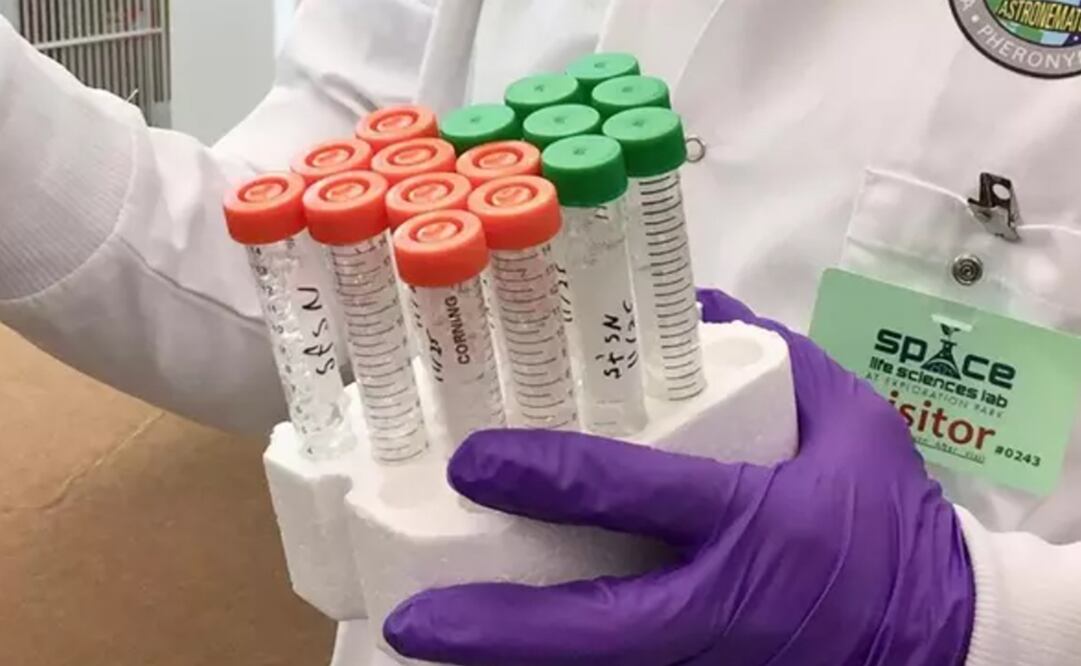 Muestras de nemátodos se preparan para el viaje al espacio. Foto: Laura Lucy-lan vía Europa Press