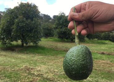 Amenaza de cerrar la frontera no impacta a productores de aguacate