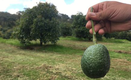 Amenaza de cerrar la frontera no impacta a productores de aguacate