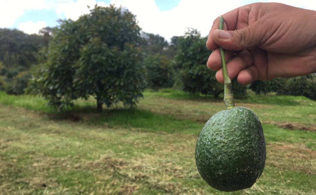 Foto: Carlos Arrieta/EL UNIVERSAL