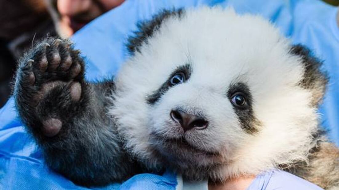 Zoológico de Berlín presenta a dos bebés pandas gemelos