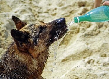 ¡Alerta amarilla en 12 alcaldías de CDMX por calor! Protege a tu mascota y no la rapes por esta razón