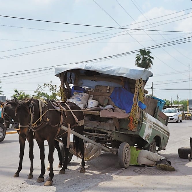 La explotación a los más de 2 mil equinos que sufren maltrato en Reynosa finalizará el próximo 1 de octubre, cuando entre en vigor la ley que prohíbe la recolección de basura por medio de carretones. SANDRA TOVAR. EL UNIVERSAL