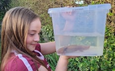 Ajolote mexicano aparece en río de Gales, Reino Unido; niña lo rescata tras hallarlo herido bajo un puente