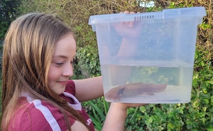 Ajolote mexicano aparece en río de Gales, Reino Unido; niña lo rescata tras hallarlo herido bajo un puente