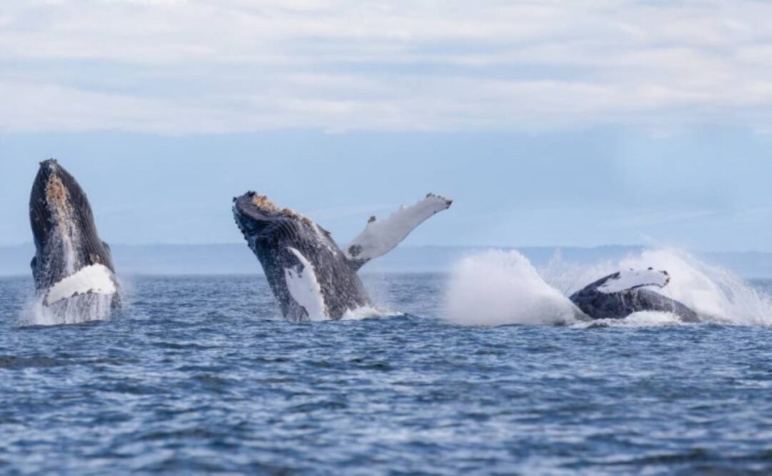 La llegada de ballenas jorobadas a las costas de Los Cóbanos, en Sonsonate, marca el inicio de una temporada que combina turismo y conservación. (11/01/25) Fotos: Gobierno de El Salvador y MARN