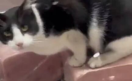 Gato come un jamón en una salchichonería y provoca clausura de la tienda en Argentina