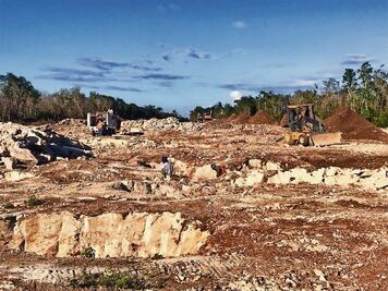 Por daños ambientales, el Tren Maya podría colapsar: especialistas
