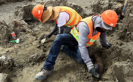 Aeropuerto Felipe Ángeles tiene la colección de fósiles más grande de América Latina