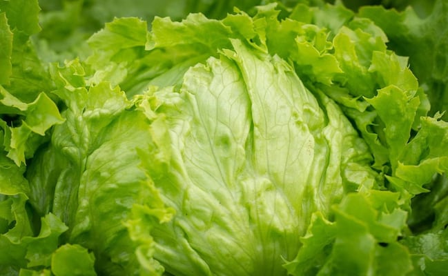 Hallazgo de cyclospora en lechuga mexicana fue un “falso positivo”, dice FDA; sigue investigación por brote de diarrea