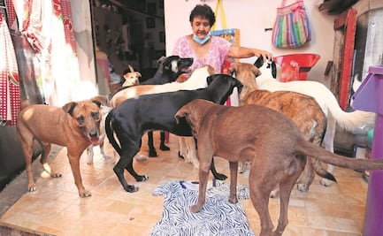 Fundación Piluchita pide ayuda para sus perritos