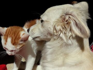 Tips efectivos para que tu perro y gato convivan mejor en casa