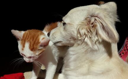 Tips efectivos para que tu perro y gato convivan mejor en casa