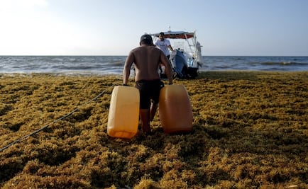Sargassum in Mexican Caribbean killed specimens from 78 marine species in 2018