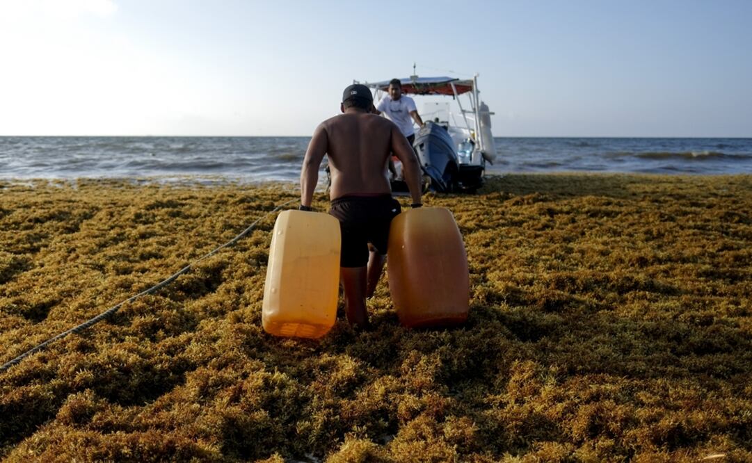 The deluge of this floating algae in Mexico’s southeastern Caribbean region seems to repeat itself year after year, though higher levels of sargassum have been reported in 2019 - Photo: Victor Ruiz/AP