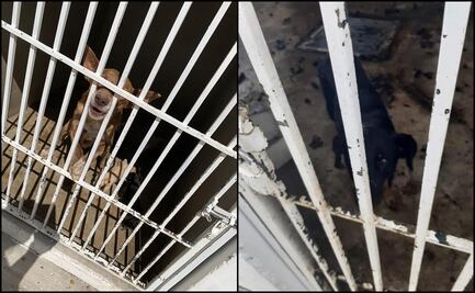 Denuncian condiciones deplorables y maltrato animal en centro canino de Pachuca