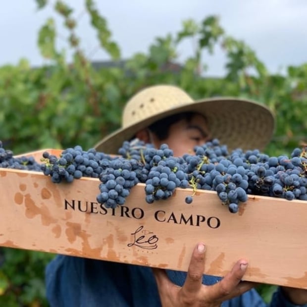 Explora la ruta de vinos en Coahuila 