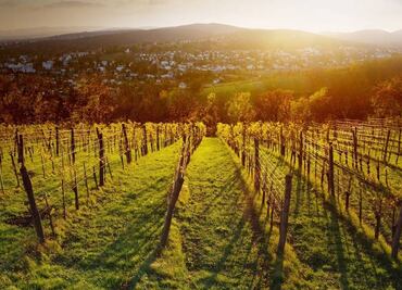 Vinos austriacos: más allá de la Grüner Veltliner