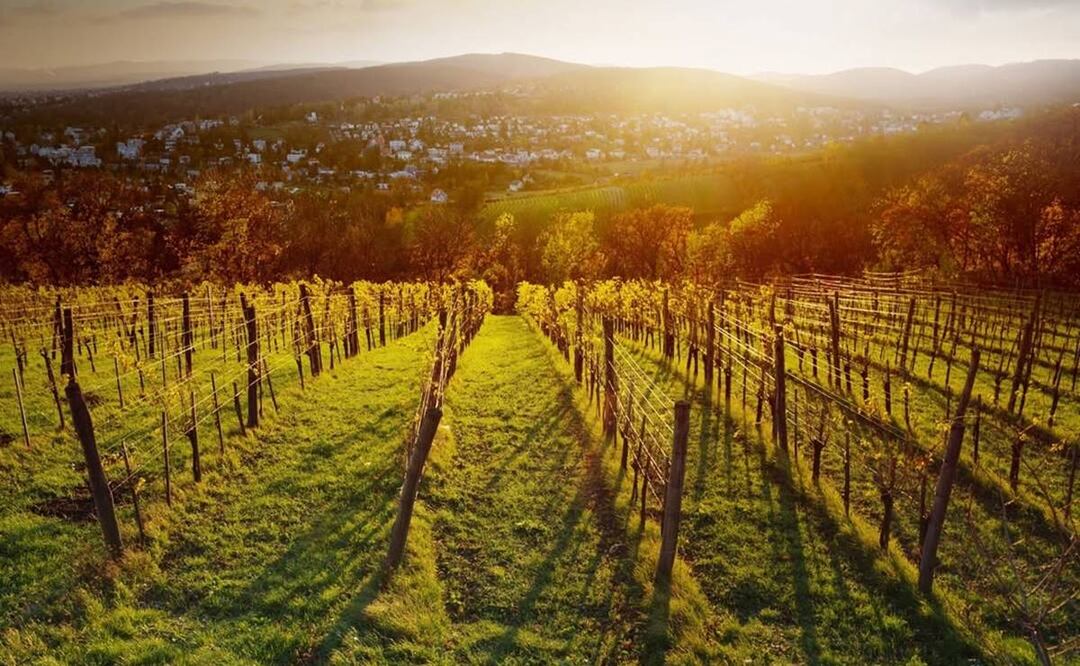 Vino austriaco. Foto: Austrian Wine