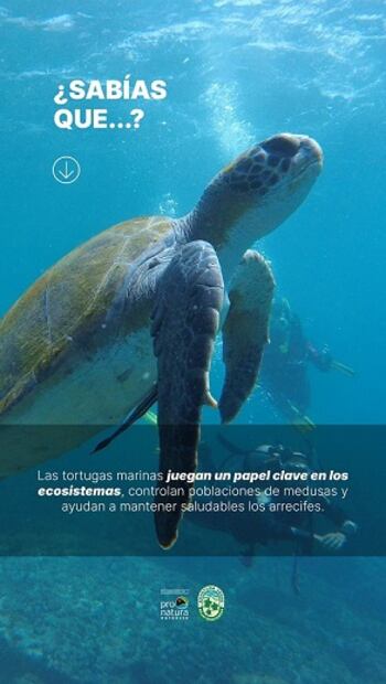 La campaña "Aventura Verde" apoya la conservación de las tortugas marinas. Foto: Cortesía