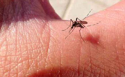 Sector Salud confirma primer caso de chikungunya en Sonora