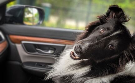 Descubre los tips ideales para calmar a tu perro durante un viaje