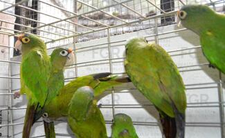 Vincula a proceso a dos por posesión de fauna silvestre en Morelos; se les decomisaron 107 aves en 21 jaulas  