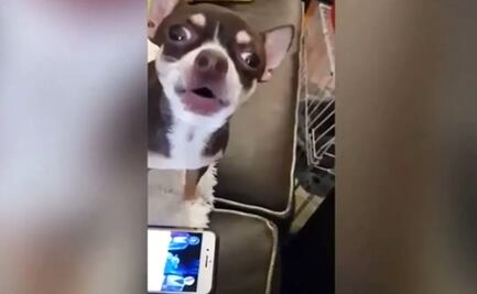 VIDEO. Con música de Star Wars, chihuahua muestra sus dotes de cantante