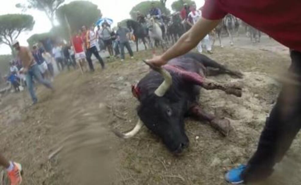 Confirman prohibición para “Toro de la Vega”