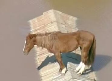 Rescate de caballo atrapado en inundaciones de Brasil requerirá de helicóptero, dice alcalde