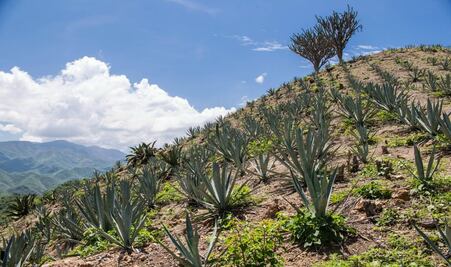 Pluralidad del mezcal
