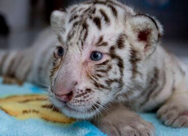 ¡Participa! El Parque Ecológico “Zacango” busca nombre para dos hembras de tigre blanco. Aquí la dinámica