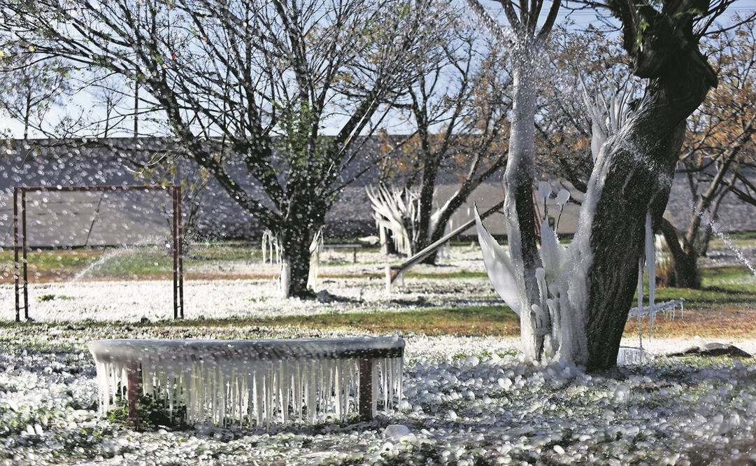 En Chihuahua, las bajas temperaturas provocan que árboles, ban-cas y tuberías en las calles se cristalicen. Foto: EFE