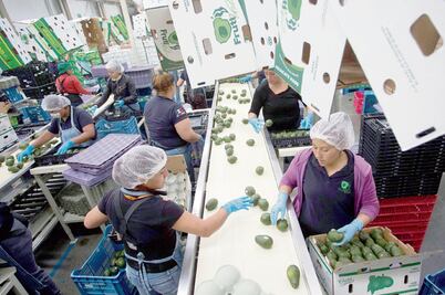 Aguacate mexicano hará su jugada antes del medio tiempo