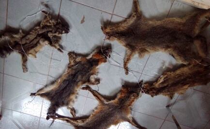 Profepa asegura pieles de animales silvestres en Hidalgo