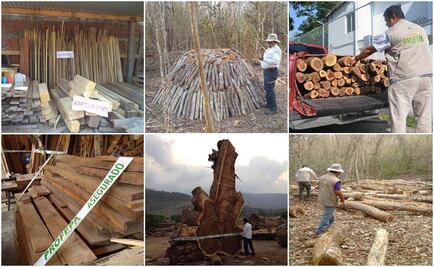 Profepa asegura carbón vegetal y maderas tropicales
