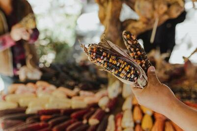 Celebra la Fiesta del Maíz y conoce un bosque de maíces en Puebla
