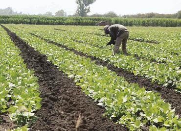 Industria agropecuaria afectada por niveles alarmantes de inseguridad