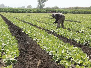 Productividad laboral liga tres trimestres al alza; actividades agropecuarias donde más avanzó