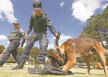 Entrenan a estos perros para hallar a desaparecidos, drogas y armas