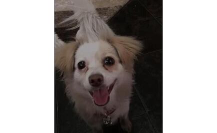 A más de tres meses, joven lucha por encontrar a su perra perdida 