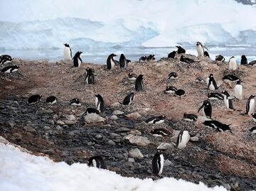 Las aves darán valiosas pistas sobre el cambio climático