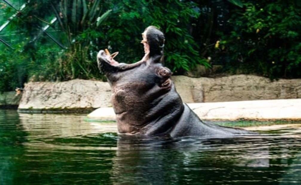 6 animales salvajes que parecen inofensivos pero son letales