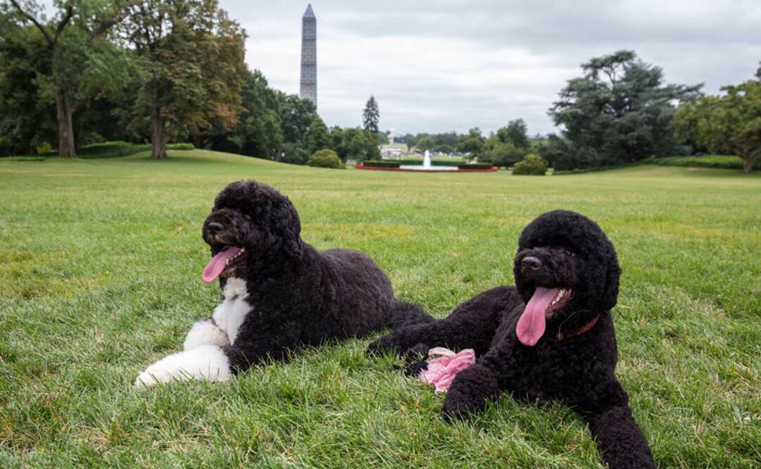 El sujeto planeaaba el secuestro de Bo (izq.) (Foto: AP/Archivo)