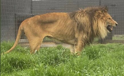 Felinos maltratados en santuario Black Jaguar-White Tiger serán recibidos en zoológicos: Sheinbaum