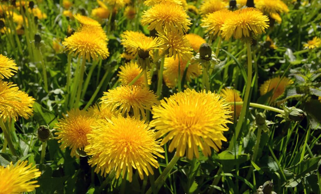 Diente de León. Fuente: Unsplash