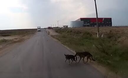 Oaxaca, único sin ley de protección animal