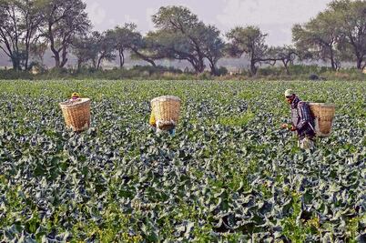 Sagarpa busca ahorro por 2 mil 500 mdp