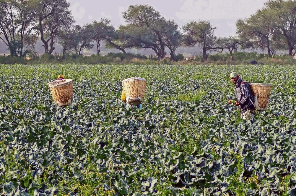 José Calzada Rovirosa, titular de la Sagarpa, se pronunció por crear un padrón único de beneficiarios para tener más control sobre la distribución de apoyos (ARCHIVO EL UNIVERSAL)