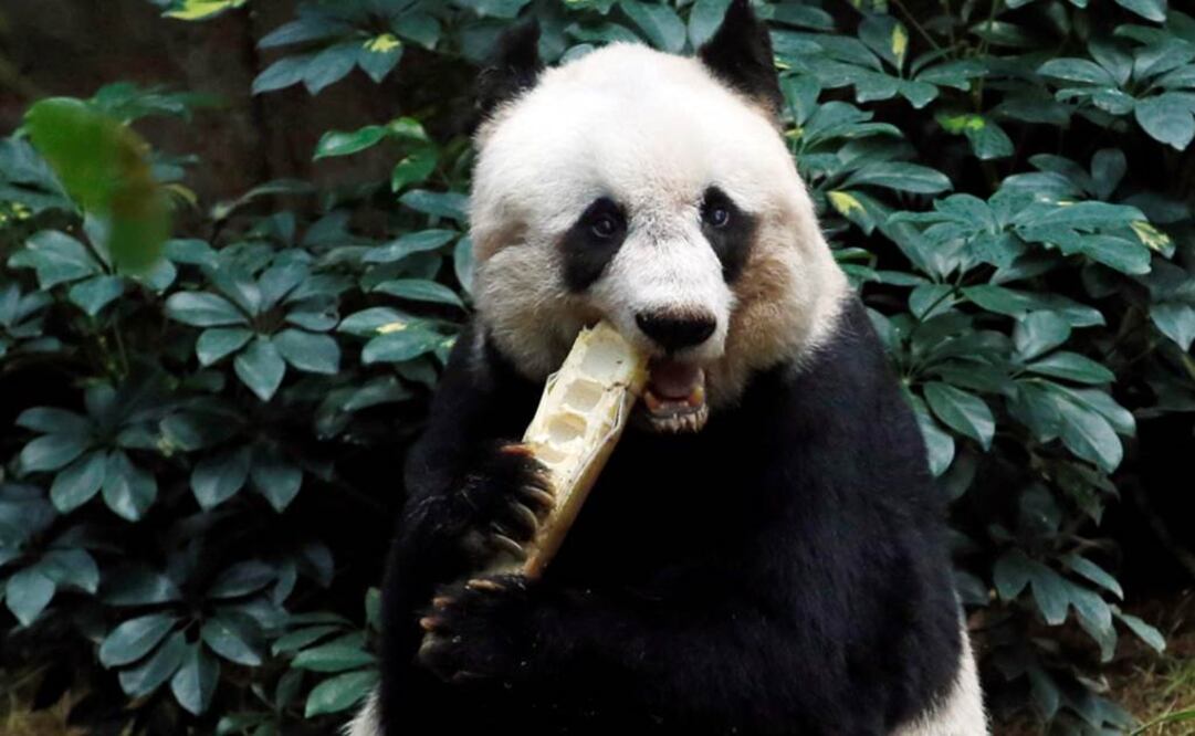 Ya fue madre de un cachorro, Yuan Zai, en julio de 2013. Foto: Archivo